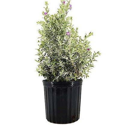 Leucophyllum Frutescens, Texas Sage - www.FOP.ae Buy online Best and Healthy Plants and quality products guarantee in Dubai Plants Shop in Dubai Abu Dhabi all over UAE Plants near me Fresh Plants in Dubai where to buy plants in UAE - FOP.ae