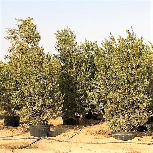 Olea Europaea , Olive Tree, Conical Shape - www.FOP.ae Buy online Best and Healthy Plants and quality products guarantee in Dubai Plants Shop in Dubai Abu Dhabi all over UAE Plants near me Fresh Plants in Dubai where to buy plants in UAE - FOP.ae