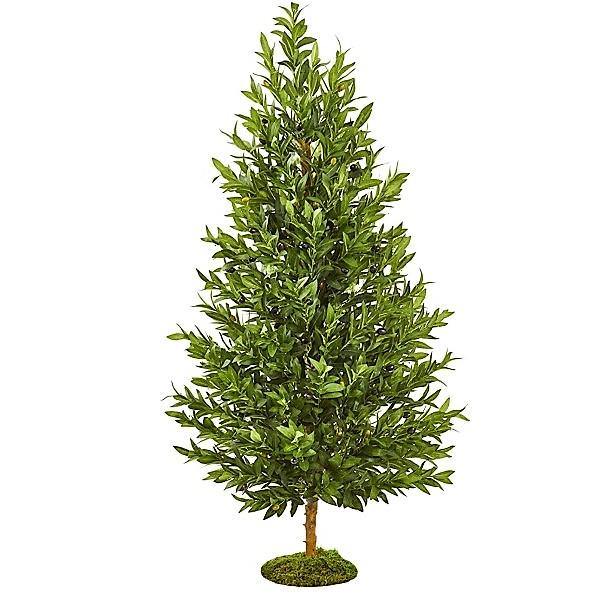 Olea Europaea , Olive Tree, Conical Shape - www.FOP.ae Buy online Best and Healthy Plants and quality products guarantee in Dubai Plants Shop in Dubai Abu Dhabi all over UAE Plants near me Fresh Plants in Dubai where to buy plants in UAE - FOP.ae