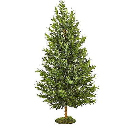 Olea Europaea , Olive Tree, Conical Shape - www.FOP.ae Buy online Best and Healthy Plants and quality products guarantee in Dubai Plants Shop in Dubai Abu Dhabi all over UAE Plants near me Fresh Plants in Dubai where to buy plants in UAE - FOP.ae