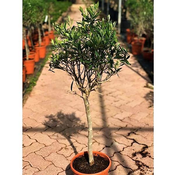 Olive Tree, Olea Europaea - www.FOP.ae Buy online Best and Healthy Plants and quality products guarantee in Dubai Plants Shop in Dubai Abu Dhabi all over UAE Plants near me Fresh Plants in Dubai where to buy plants in UAE - FOP.ae
