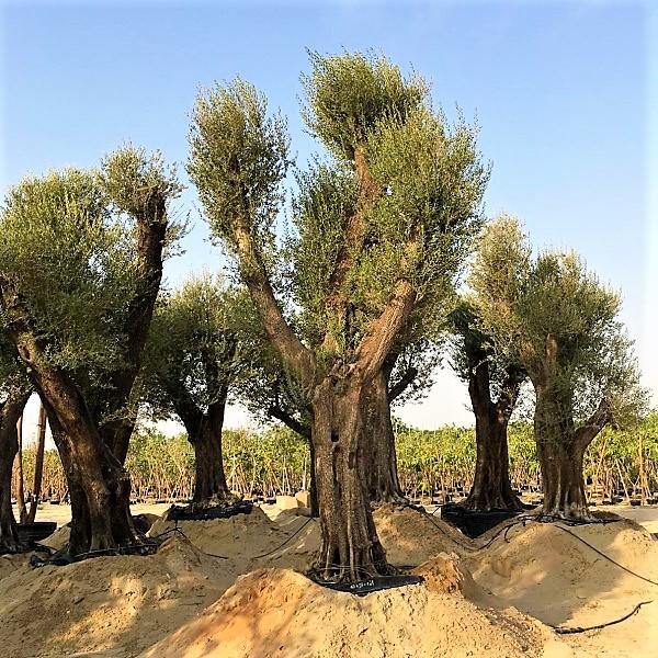 Olive Tree, Olea Europaea - www.FOP.ae Buy online Best and Healthy Plants and quality products guarantee in Dubai Plants Shop in Dubai Abu Dhabi all over UAE Plants near me Fresh Plants in Dubai where to buy plants in UAE - FOP.ae