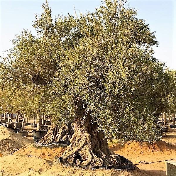 Olive Tree, Olea Europaea - www.FOP.ae Buy online Best and Healthy Plants and quality products guarantee in Dubai Plants Shop in Dubai Abu Dhabi all over UAE Plants near me Fresh Plants in Dubai where to buy plants in UAE - FOP.ae