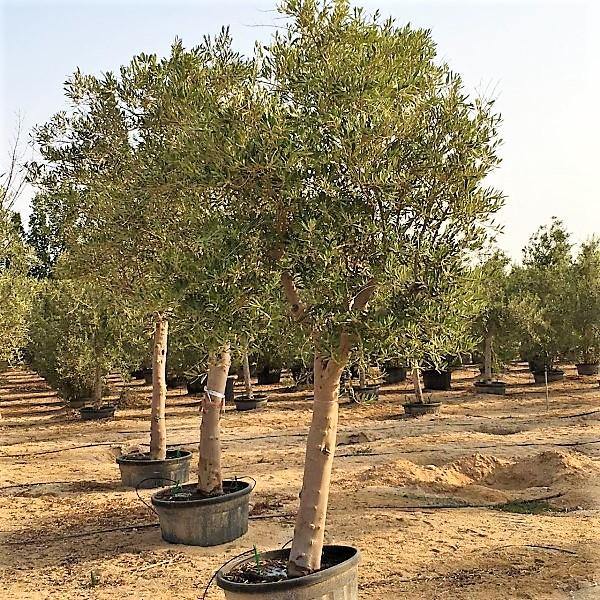 Olive Tree, Olea Europaea - www.FOP.ae Buy online Best and Healthy Plants and quality products guarantee in Dubai Plants Shop in Dubai Abu Dhabi all over UAE Plants near me Fresh Plants in Dubai where to buy plants in UAE - FOP.ae