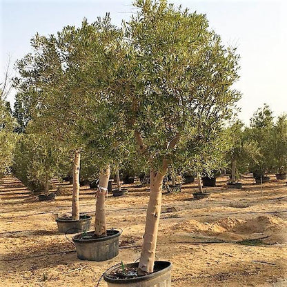 Olive Tree, Olea Europaea - www.FOP.ae Buy online Best and Healthy Plants and quality products guarantee in Dubai Plants Shop in Dubai Abu Dhabi all over UAE Plants near me Fresh Plants in Dubai where to buy plants in UAE - FOP.ae