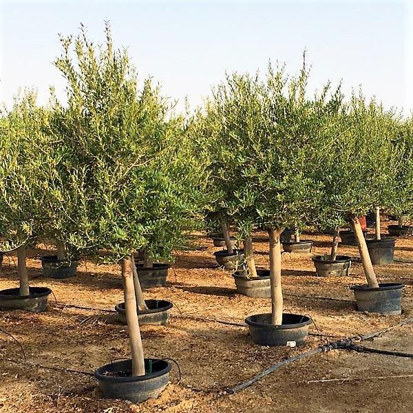 Olive Tree, Olea Europaea - www.FOP.ae Buy online Best and Healthy Plants and quality products guarantee in Dubai Plants Shop in Dubai Abu Dhabi all over UAE Plants near me Fresh Plants in Dubai where to buy plants in UAE - FOP.ae