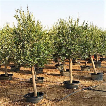 Olive Tree, Olea Europaea - www.FOP.ae Buy online Best and Healthy Plants and quality products guarantee in Dubai Plants Shop in Dubai Abu Dhabi all over UAE Plants near me Fresh Plants in Dubai where to buy plants in UAE - FOP.ae