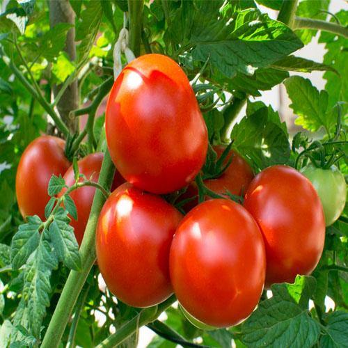 Tomato Plant - www.FOP.ae Buy online Best and Healthy Plants and quality products guarantee in Dubai Plants Shop in Dubai Abu Dhabi all over UAE Plants near me Fresh Plants in Dubai where to buy plants in UAE - FOP.ae