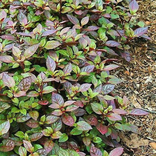Alternanthera Red, Red Sessile, Joyweed (small) - www.FOP.ae Buy online Best and Healthy Plants and quality products guarantee in Dubai Plants Shop in Dubai Abu Dhabi all over UAE Plants near me Fresh Plants in Dubai where to buy plants in UAE - FOP.ae