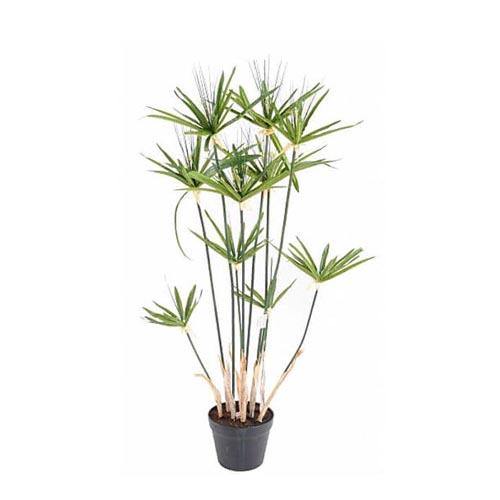 Cyperus Alternifolius, Umbrella Papyrus - www.FOP.ae Buy online Best and Healthy Plants and quality products guarantee in Dubai Plants Shop in Dubai Abu Dhabi all over UAE Plants near me Fresh Plants in Dubai where to buy plants in UAE - FOP.ae