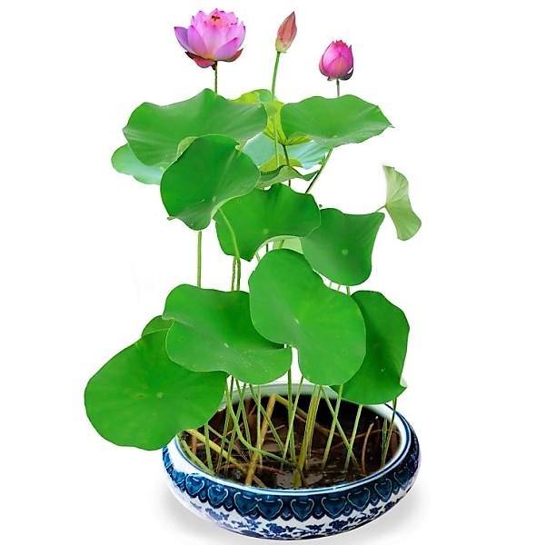 Sacred Lotus, Nelumbo Nucifera - www.FOP.ae Buy online Best and Healthy Plants and quality products guarantee in Dubai Plants Shop in Dubai Abu Dhabi all over UAE Plants near me Fresh Plants in Dubai where to buy plants in UAE - FOP.ae
