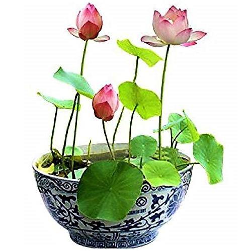 Sacred Lotus, Nelumbo Nucifera - www.FOP.ae Buy online Best and Healthy Plants and quality products guarantee in Dubai Plants Shop in Dubai Abu Dhabi all over UAE Plants near me Fresh Plants in Dubai where to buy plants in UAE - FOP.ae