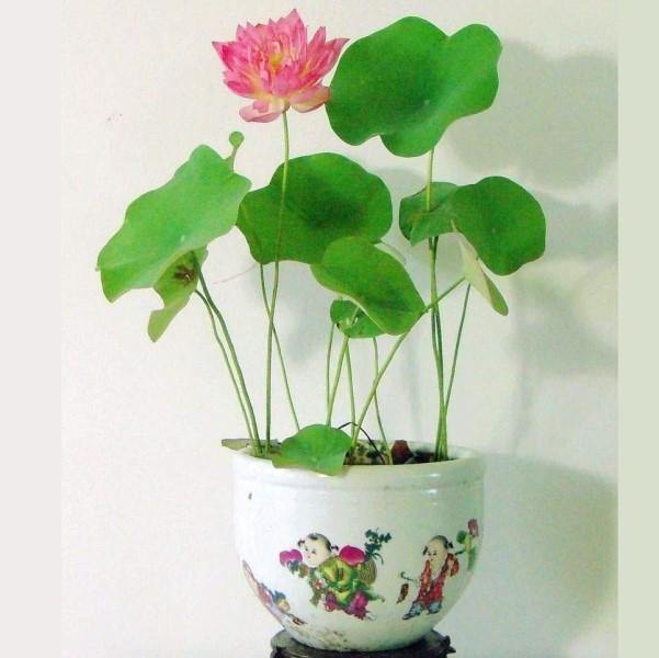Sacred Lotus, Nelumbo Nucifera - www.FOP.ae Buy online Best and Healthy Plants and quality products guarantee in Dubai Plants Shop in Dubai Abu Dhabi all over UAE Plants near me Fresh Plants in Dubai where to buy plants in UAE - FOP.ae