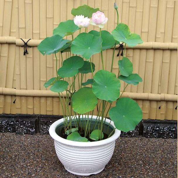 Sacred Lotus, Nelumbo Nucifera - www.FOP.ae Buy online Best and Healthy Plants and quality products guarantee in Dubai Plants Shop in Dubai Abu Dhabi all over UAE Plants near me Fresh Plants in Dubai where to buy plants in UAE - FOP.ae