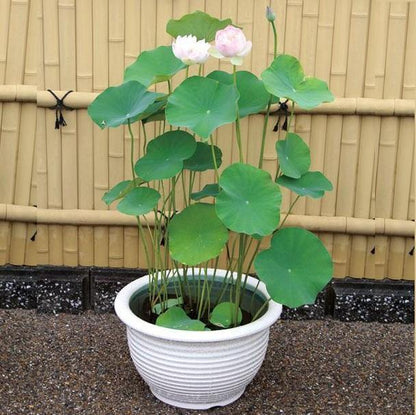 Sacred Lotus, Nelumbo Nucifera - www.FOP.ae Buy online Best and Healthy Plants and quality products guarantee in Dubai Plants Shop in Dubai Abu Dhabi all over UAE Plants near me Fresh Plants in Dubai where to buy plants in UAE - FOP.ae