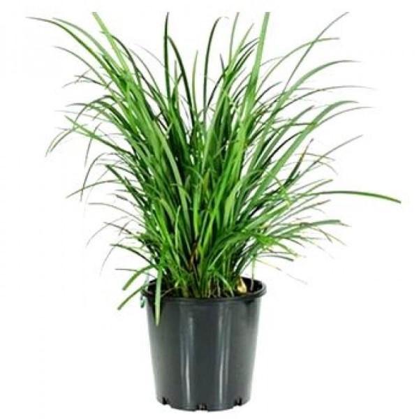 Dwarf Lilyturf, Ophiopogon Jaburan - www.FOP.ae Buy online Best and Healthy Plants and quality products guarantee in Dubai Plants Shop in Dubai Abu Dhabi all over UAE Plants near me Fresh Plants in Dubai where to buy plants in UAE - FOP.ae