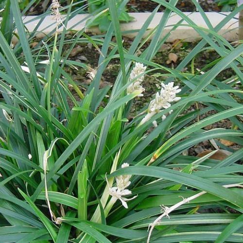 Dwarf Lilyturf, Ophiopogon Jaburan - www.FOP.ae Buy online Best and Healthy Plants and quality products guarantee in Dubai Plants Shop in Dubai Abu Dhabi all over UAE Plants near me Fresh Plants in Dubai where to buy plants in UAE - FOP.ae