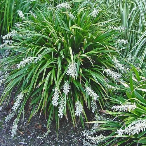 Dwarf Lilyturf, Ophiopogon Jaburan - www.FOP.ae Buy online Best and Healthy Plants and quality products guarantee in Dubai Plants Shop in Dubai Abu Dhabi all over UAE Plants near me Fresh Plants in Dubai where to buy plants in UAE - FOP.ae