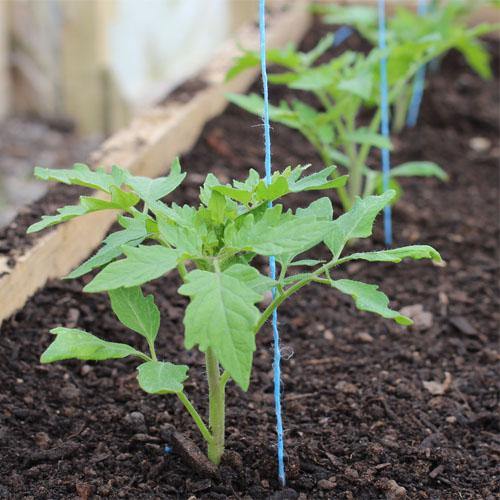 Tomato Plant - www.FOP.ae Buy online Best and Healthy Plants and quality products guarantee in Dubai Plants Shop in Dubai Abu Dhabi all over UAE Plants near me Fresh Plants in Dubai where to buy plants in UAE - FOP.ae