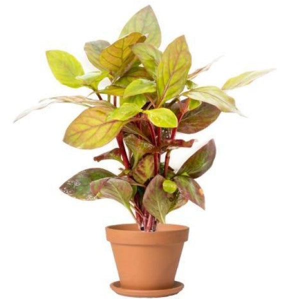 Alternanthera Red, Red Sessile, Joyweed (small) - www.FOP.ae Buy online Best and Healthy Plants and quality products guarantee in Dubai Plants Shop in Dubai Abu Dhabi all over UAE Plants near me Fresh Plants in Dubai where to buy plants in UAE - FOP.ae