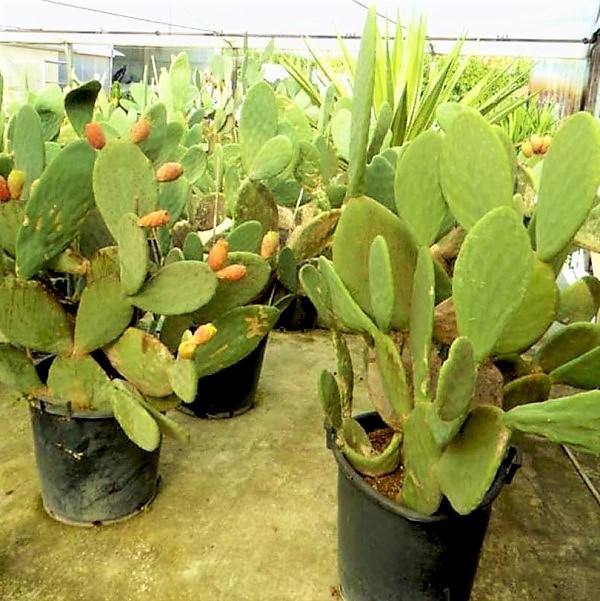 Opuntia Ficus Indica, Barbary Fig, Indian Fig - www.FOP.ae Buy online Best and Healthy Plants and quality products guarantee in Dubai Plants Shop in Dubai Abu Dhabi all over UAE Plants near me Fresh Plants in Dubai where to buy plants in UAE - FOP.ae