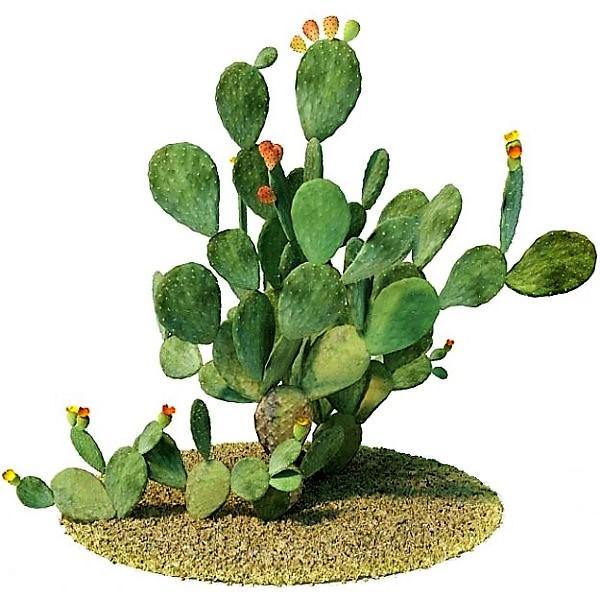 Opuntia Ficus Indica, Barbary Fig, Indian Fig - www.FOP.ae Buy online Best and Healthy Plants and quality products guarantee in Dubai Plants Shop in Dubai Abu Dhabi all over UAE Plants near me Fresh Plants in Dubai where to buy plants in UAE - FOP.ae