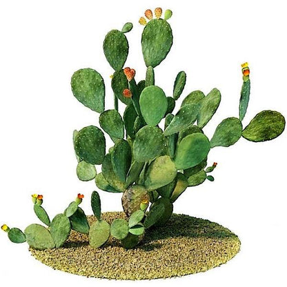 Opuntia Ficus Indica, Barbary Fig, Indian Fig - www.FOP.ae Buy online Best and Healthy Plants and quality products guarantee in Dubai Plants Shop in Dubai Abu Dhabi all over UAE Plants near me Fresh Plants in Dubai where to buy plants in UAE - FOP.ae