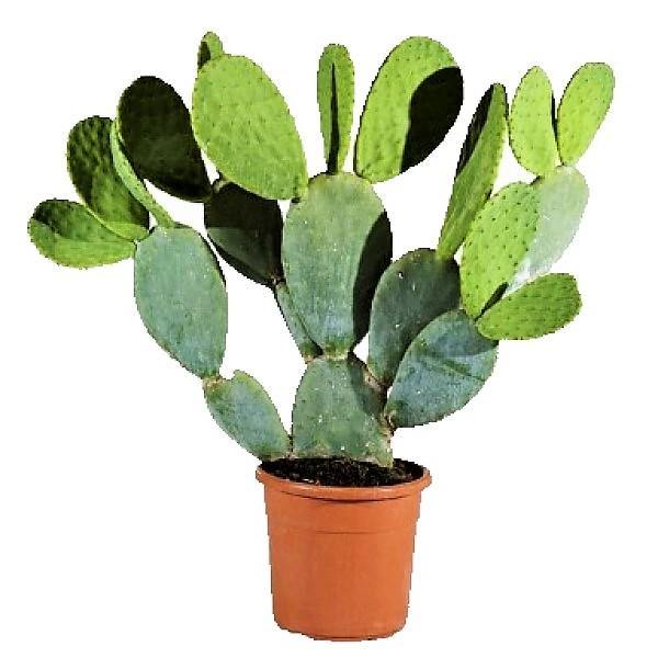Opuntia Ficus Indica, Barbary Fig, Indian Fig - www.FOP.ae Buy online Best and Healthy Plants and quality products guarantee in Dubai Plants Shop in Dubai Abu Dhabi all over UAE Plants near me Fresh Plants in Dubai where to buy plants in UAE - FOP.ae