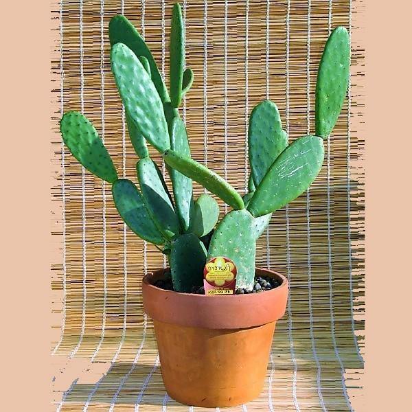 Opuntia Ficus Indica, Barbary Fig, Indian Fig - www.FOP.ae Buy online Best and Healthy Plants and quality products guarantee in Dubai Plants Shop in Dubai Abu Dhabi all over UAE Plants near me Fresh Plants in Dubai where to buy plants in UAE - FOP.ae