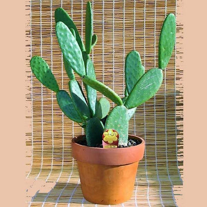Opuntia Ficus Indica, Barbary Fig, Indian Fig - www.FOP.ae Buy online Best and Healthy Plants and quality products guarantee in Dubai Plants Shop in Dubai Abu Dhabi all over UAE Plants near me Fresh Plants in Dubai where to buy plants in UAE - FOP.ae