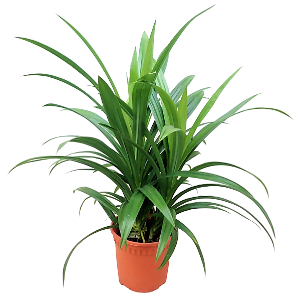 Pandanus Baptistii - www.FOP.ae Buy online Best and Healthy Plants and quality products guarantee in Dubai Plants Shop in Dubai Abu Dhabi all over UAE Plants near me Fresh Plants in Dubai where to buy plants in UAE - FOP.ae