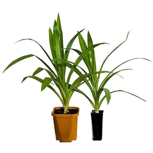 Pandanus Baptistii - www.FOP.ae Buy online Best and Healthy Plants and quality products guarantee in Dubai Plants Shop in Dubai Abu Dhabi all over UAE Plants near me Fresh Plants in Dubai where to buy plants in UAE - FOP.ae