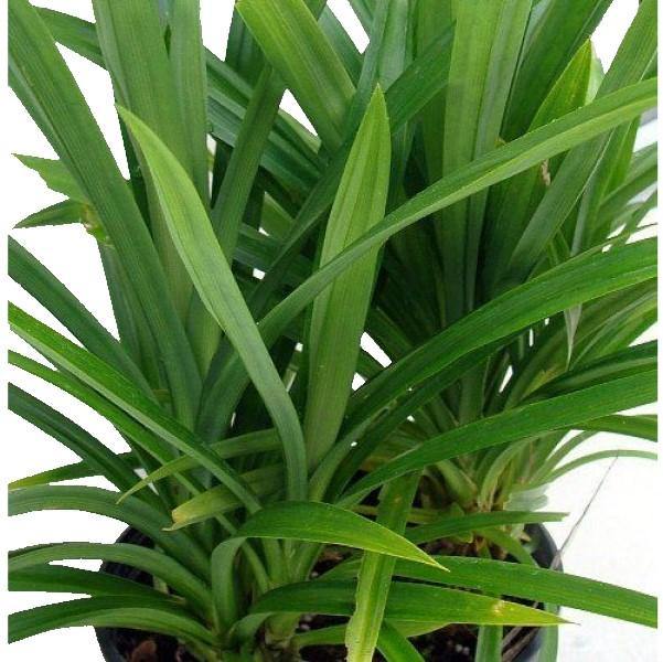 Pandanus Baptistii - www.FOP.ae Buy online Best and Healthy Plants and quality products guarantee in Dubai Plants Shop in Dubai Abu Dhabi all over UAE Plants near me Fresh Plants in Dubai where to buy plants in UAE - FOP.ae