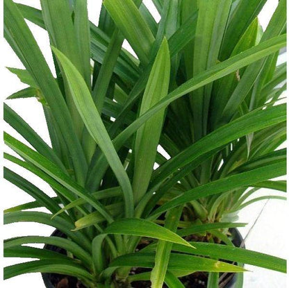 Pandanus Baptistii - www.FOP.ae Buy online Best and Healthy Plants and quality products guarantee in Dubai Plants Shop in Dubai Abu Dhabi all over UAE Plants near me Fresh Plants in Dubai where to buy plants in UAE - FOP.ae