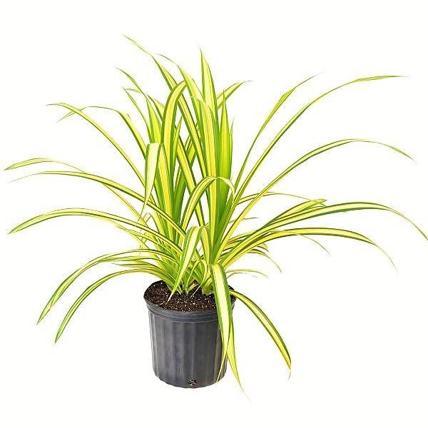 Pandanus Baptistii Variegata - www.FOP.ae Buy online Best and Healthy Plants and quality products guarantee in Dubai Plants Shop in Dubai Abu Dhabi all over UAE Plants near me Fresh Plants in Dubai where to buy plants in UAE - FOP.ae
