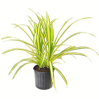 Pandanus Baptistii Variegata - www.FOP.ae Buy online Best and Healthy Plants and quality products guarantee in Dubai Plants Shop in Dubai Abu Dhabi all over UAE Plants near me Fresh Plants in Dubai where to buy plants in UAE - FOP.ae