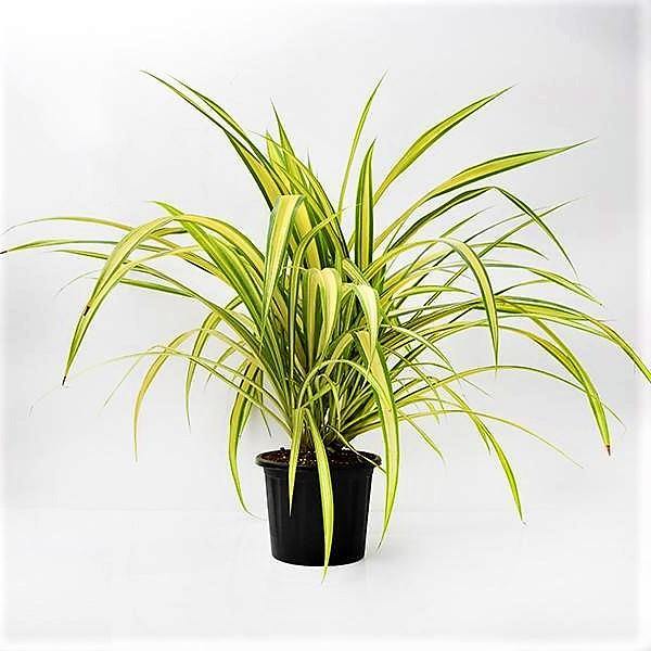 Pandanus Baptistii Variegata - www.FOP.ae Buy online Best and Healthy Plants and quality products guarantee in Dubai Plants Shop in Dubai Abu Dhabi all over UAE Plants near me Fresh Plants in Dubai where to buy plants in UAE - FOP.ae