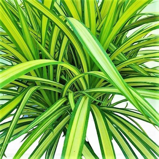 Pandanus Baptistii Variegata - www.FOP.ae Buy online Best and Healthy Plants and quality products guarantee in Dubai Plants Shop in Dubai Abu Dhabi all over UAE Plants near me Fresh Plants in Dubai where to buy plants in UAE - FOP.ae