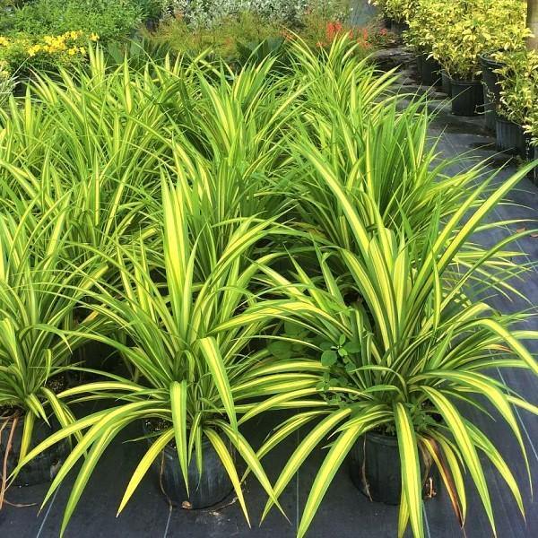 Pandanus Baptistii Variegata - www.FOP.ae Buy online Best and Healthy Plants and quality products guarantee in Dubai Plants Shop in Dubai Abu Dhabi all over UAE Plants near me Fresh Plants in Dubai where to buy plants in UAE - FOP.ae