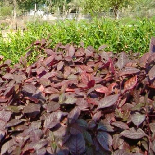 Alternanthera, Purple Knight (small) - www.FOP.ae Buy online Best and Healthy Plants and quality products guarantee in Dubai Plants Shop in Dubai Abu Dhabi all over UAE Plants near me Fresh Plants in Dubai where to buy plants in UAE - FOP.ae