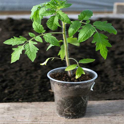 Cherry Tomato Plant - www.FOP.ae Buy online Best and Healthy Plants and quality products guarantee in Dubai Plants Shop in Dubai Abu Dhabi all over UAE Plants near me Fresh Plants in Dubai where to buy plants in UAE - FOP.ae
