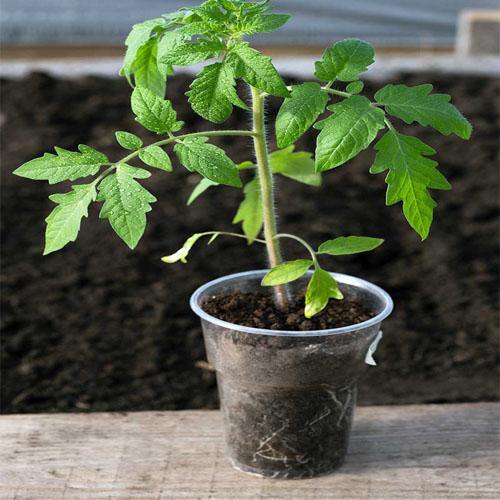 Tomato Plant - www.FOP.ae Buy online Best and Healthy Plants and quality products guarantee in Dubai Plants Shop in Dubai Abu Dhabi all over UAE Plants near me Fresh Plants in Dubai where to buy plants in UAE - FOP.ae