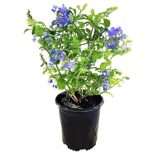 Plumbago Capensis, The Blue Plumbago - www.FOP.ae Buy online Best and Healthy Plants and quality products guarantee in Dubai Plants Shop in Dubai Abu Dhabi all over UAE Plants near me Fresh Plants in Dubai where to buy plants in UAE - FOP.ae