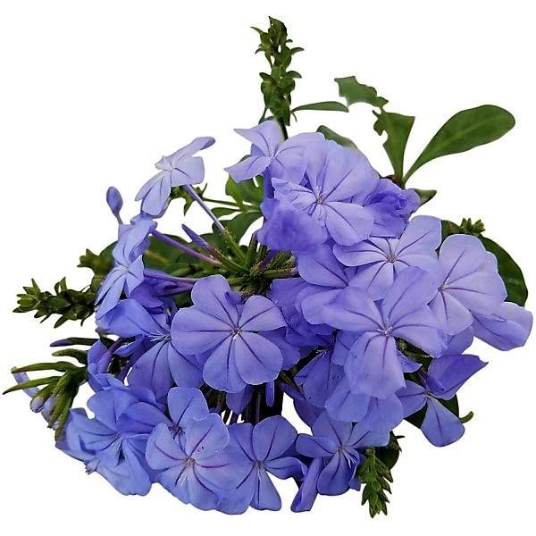 Plumbago Capensis, The Blue Plumbago - www.FOP.ae Buy online Best and Healthy Plants and quality products guarantee in Dubai Plants Shop in Dubai Abu Dhabi all over UAE Plants near me Fresh Plants in Dubai where to buy plants in UAE - FOP.ae