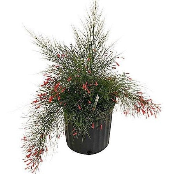 Russelia Equisetiformis, Coral Plant, Firecracker Plant - www.FOP.ae Buy online Best and Healthy Plants and quality products guarantee in Dubai Plants Shop in Dubai Abu Dhabi all over UAE Plants near me Fresh Plants in Dubai where to buy plants in UAE - FOP.ae