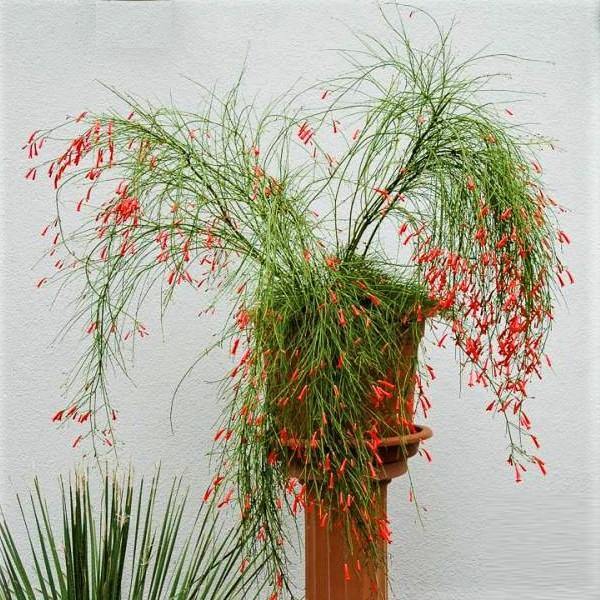 Russelia Equisetiformis, Coral Plant, Firecracker Plant - www.FOP.ae Buy online Best and Healthy Plants and quality products guarantee in Dubai Plants Shop in Dubai Abu Dhabi all over UAE Plants near me Fresh Plants in Dubai where to buy plants in UAE - FOP.ae