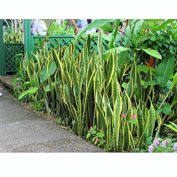 Sansevieria Trifasciata, Snake Plant, Outdoor - www.FOP.ae Buy online Best and Healthy Plants and quality products guarantee in Dubai Plants Shop in Dubai Abu Dhabi all over UAE Plants near me Fresh Plants in Dubai where to buy plants in UAE - FOP.ae