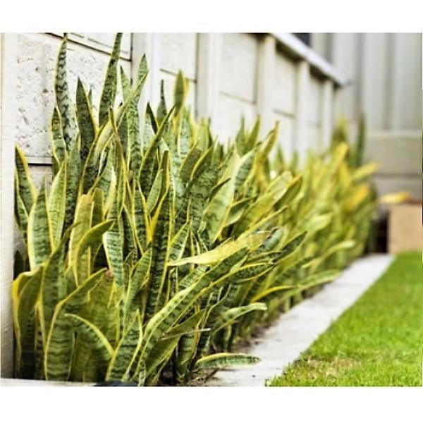 Sansevieria Trifasciata, Snake Plant, Outdoor - www.FOP.ae Buy online Best and Healthy Plants and quality products guarantee in Dubai Plants Shop in Dubai Abu Dhabi all over UAE Plants near me Fresh Plants in Dubai where to buy plants in UAE - FOP.ae
