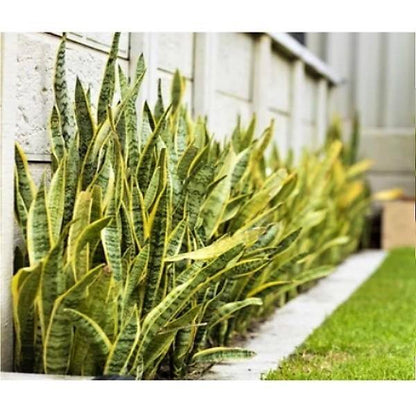 Sansevieria Trifasciata, Snake Plant, Outdoor - www.FOP.ae Buy online Best and Healthy Plants and quality products guarantee in Dubai Plants Shop in Dubai Abu Dhabi all over UAE Plants near me Fresh Plants in Dubai where to buy plants in UAE - FOP.ae