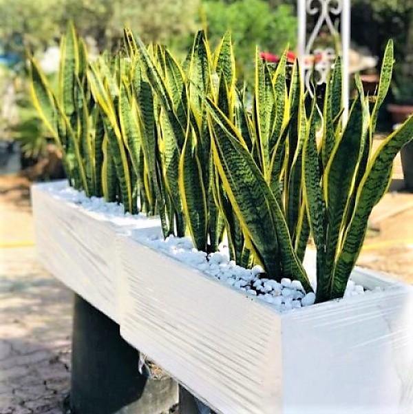 Sansevieria Trifasciata, Snake Plant, Outdoor - www.FOP.ae Buy online Best and Healthy Plants and quality products guarantee in Dubai Plants Shop in Dubai Abu Dhabi all over UAE Plants near me Fresh Plants in Dubai where to buy plants in UAE - FOP.ae